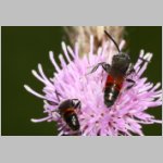 Sphecodes pellucidus - Blutbiene m001b 6mm - Sandgrube Niedringhaussee-det.jpg
